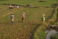 Women tend their crops Royalty Free Stock Photo