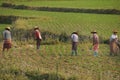 Women tend their crops Royalty Free Stock Photo