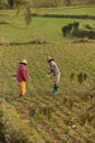 Women tend their crops Royalty Free Stock Photo