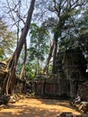 Ta Prohm Temple, Angkor wat, Cambodia