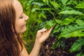 Women tourist at a tea plantation. Natural selected, Fresh tea leaves in tea farm in Cameron Highlands, Malaysia Royalty Free Stock Photo