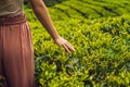 Women tourist at a tea plantation. Natural selected, Fresh tea leaves in tea farm in Cameron Highlands, Malaysia Royalty Free Stock Photo