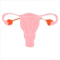 Women uterus and ovary icon isolated