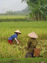 Women in Vietnam working in a rice field Royalty Free Stock Photo