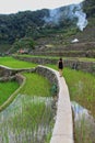 Women walking through the rice fields in Batad Royalty Free Stock Photo