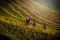 Women walking on Rice fields terraced at sunset in Mu Cang Chai