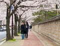 Women walking under sakura trees Royalty Free Stock Photo