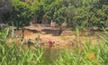 Women washing clothes on the shore of the river Nile in Assuyt Royalty Free Stock Photo