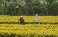 Women work on the flower fields in Mekong Delta, southern Vietnam