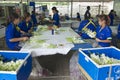 Women work at the orchid farm in Samut Songkram, Thailand. Royalty Free Stock Photo