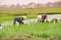 Women work on The rice field in Hoi an