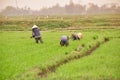People work on the rice field in Vietnam