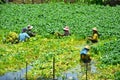 Women work in the watercress paddy