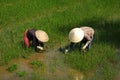 Women workers planting rice on a paddy field