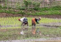 Women workers working on the rice paddy fields Royalty Free Stock Photo