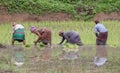 Women workers working on the rice paddy fields Royalty Free Stock Photo