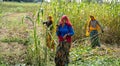 Women working in fields, Rajasthan India