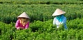 Women working on flower fields in Sadek, southern Vietnam