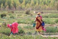 Women working in a gardening area in Timbuktu Northern Mali