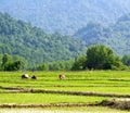 Women working at rice farm, Gilan , Iran