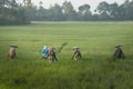 Women working in a rice field in India