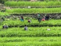 Women working on rice field