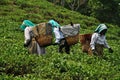 Women working at tea plantation in himalayas