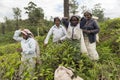 Women working on a tea plantation in Sri Lanka