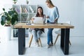 Women working together, office interior. Two female colleagues in office. Royalty Free Stock Photo