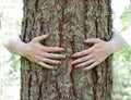 Women& x27;s arms hug a large tree. Environment, nature protection. Concept of ecology. Care of the forest Royalty Free Stock Photo