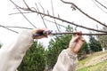 Women& x27;s Female gardener worker hands with shears, scissors cutting fruit tree branch in green garden, yard Royalty Free Stock Photo