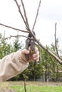 Women& x27;s Female gardener worker hands with shears, scissors cutting fruit tree branch in green garden, yard Royalty Free Stock Photo