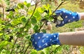 Women's gloved hands cut dried hydrangea flowers with pruning shears Royalty Free Stock Photo