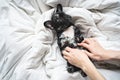 women& x27;s hands gently scratching the tummy of a black white French Bulldog puppy