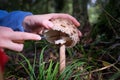 Women& x27;s hands with knife clean edible forest mushroom. Mushroom picking. Selective focus