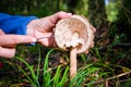 Women& x27;s hands with knife clean edible forest mushroom. Mushroom picking. Selective focus