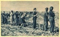 Women and young girls work on the field in liberated area by Red Army