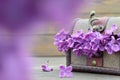 Womens Day flowers. Lilac flowers in wooden vintage chest Royalty Free Stock Photo