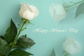 Womens day 8 march card. White rose on turquoise background