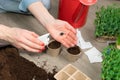 Womens hands planting seeds at home in fertile black earth. In background freshly grown sprouts. Spring and gardening concept