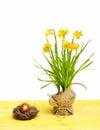 Spring yellow narcissus, golden easter egg isolated on white Royalty Free Stock Photo