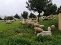 Won -group of sheep