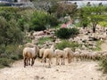 Won- large group of sheep grazing