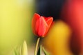 Wondeful red tulip between two yellow. Typical tulipa in shadows of red, yellow. Detail on one simple blossom between many. Choose Royalty Free Stock Photo