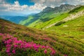 Magical pink rhododendron flowers in the mountains, Bucegi, Carpathians, Romania