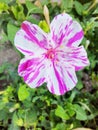 Wonder Flower (Mirabilis jalapa) white and pink, isolated, blurred background.