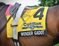 Wonder Gadot Saddlecloth - Cotillion Stakes Royalty Free Stock Photo