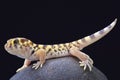 Wonder gecko (Teratoscincus scincus) Royalty Free Stock Photo