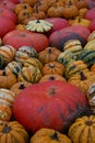 The wonder of nature in the colors and shapes of pumpkins