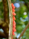 the Wonder of nature, Flower-spike bug, Flatida rosea, Zombitse-Vohibasia National Park Madagascar wildlife